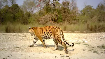 A photo of a Bengal tiger walking away from a camera trap