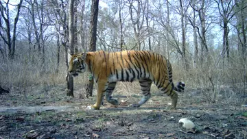 A Bengal tiger caught on a camera trap