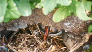 Puffin peaking out of burrow, can just see beak. 