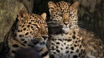 Two leopards sitting closely together 