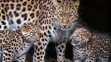 Adult Amur leopard with two cubs standing either side