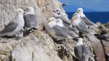 Kittiwakes on cliff ledge