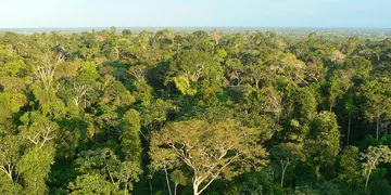 A birds eye view of an Amazon canopy