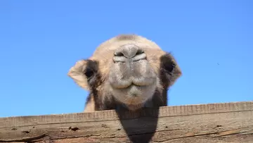 Wild Bactrian camel resting head on a wooden ledge