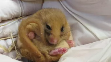 Dormouse curled up in the hands on a ZSL vet