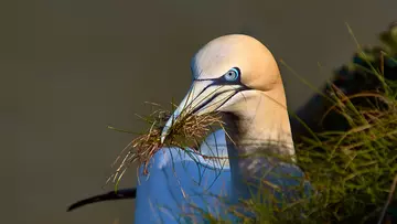 Gannett with grass in its beak, striking blue eyes with long beak. 