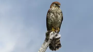 A Mauritius kestrel sitting at the top of a tree branch 