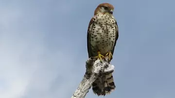 A Mauritius kestrel sitting at the top of a tree branch