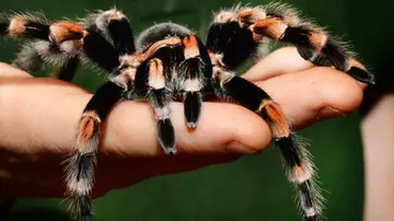 tarantula on a hand