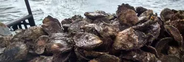 Pile of native Oyster Brood Stock