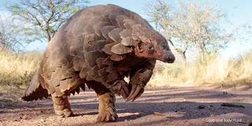 Pangolin standing in a savannah habitat