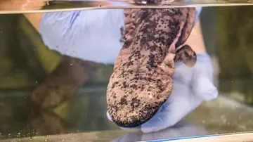 Professor Lew the Chinese giant salamander at London Zoo being carefully dropped into an aquarium by a keeper