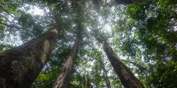 Gabon forest looking up through the trees