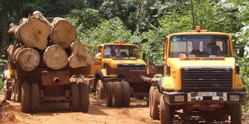 Trucks carrying logs 