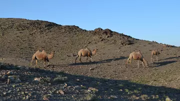 four_mongolian_camels_in_desert