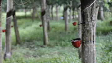 Rubber being harvested from trees