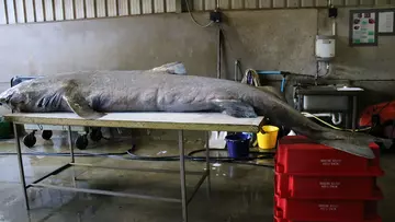 Greenland shark body on table, ready for examination