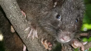 Close up of a hutia sitting in tree branches