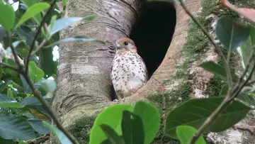 A kestrel sitting between two tree branches