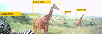 Two giraffes and a zebra in the wild. Yellow boxes with text show percentages next to the animal names. To illustrate machine learning wildlife conservation