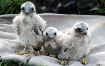 Three Mauritius kestrel chicks huddled together