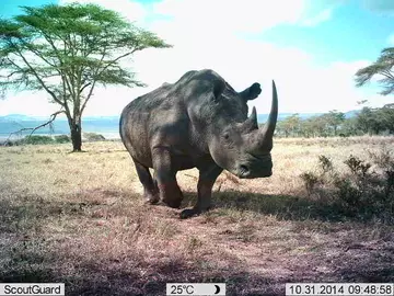 A photo of a rhino captured on a camera trap