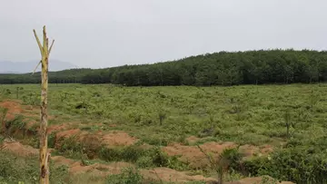 Rubber plantation