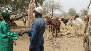 Two men shake hands in front of livestock in Niger