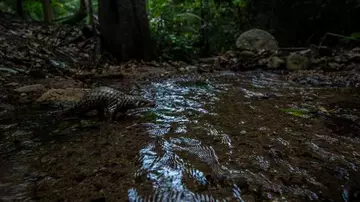 baby pangolin explores his new home