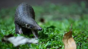 Baby pangolin walking on green mossy ground. 