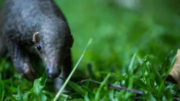 Baby pangolin on grass close-up