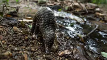 baby pangolin