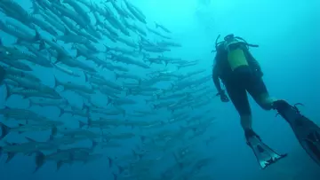 Diver deep underwater with a shoal of fish 