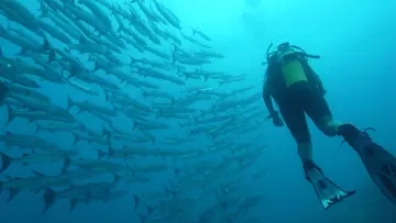Diver deep underwater with a shoal of fish