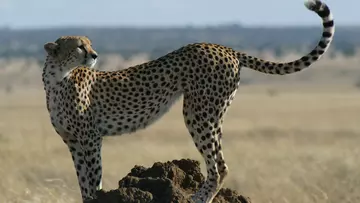 A cheetah standing on a mud mound