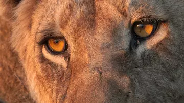 A close up image showing an African lion's eyes