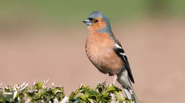 Chaffinch sat on greenery