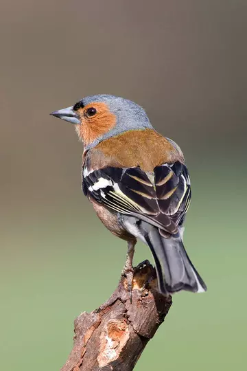 Chaffinch bird sat on wooden branch