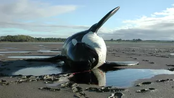 A stranded killer whale on a beach
