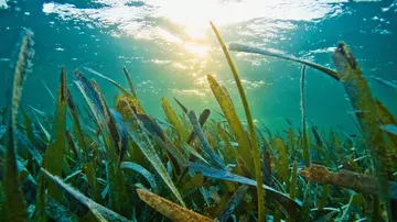 A seagrass meadow