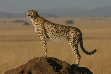 Northwest African Cheetah standing on mound with savannah in background