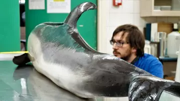 A common dolphin undergoing a necropsy from a scientist