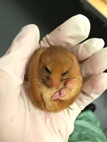 Dormouse ZSL