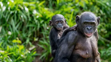 Bonobo parent with baby on back