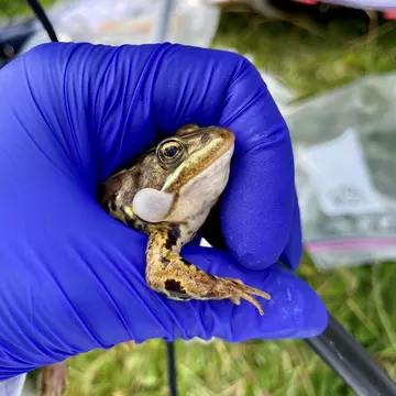 Frog held in hands of someone wearing rubber gloves