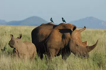 white_rhino_and_her_calf_in_grass_kenya