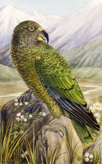 Kea_painting_by_L.A._Daff