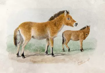 Przewalsky_horse_painting_by_Joseph_Smit