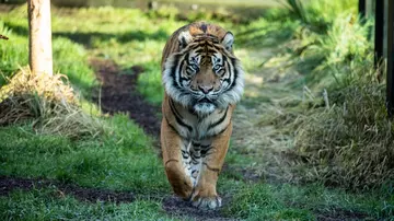 Asim, a Sumatran tiger, walks towards the camera