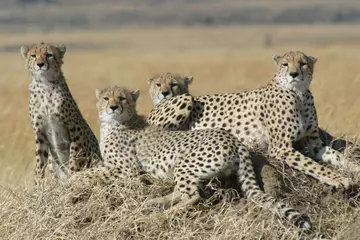 A family of cheetah in Tanzania sitting together 